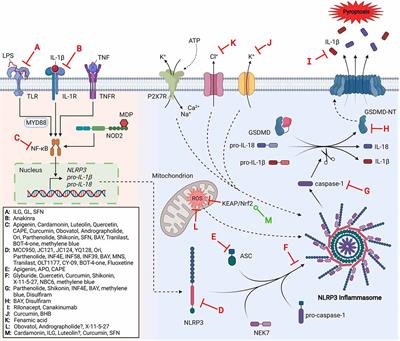 The NLRP3 Inflammasome Pathway: A Review of Mechanisms and Inhibitors for the Treatment of Inflammatory Diseases